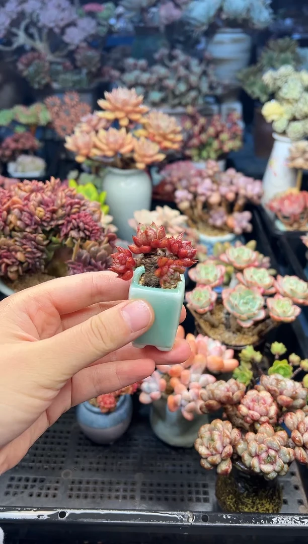 赤***紫630              不带盆