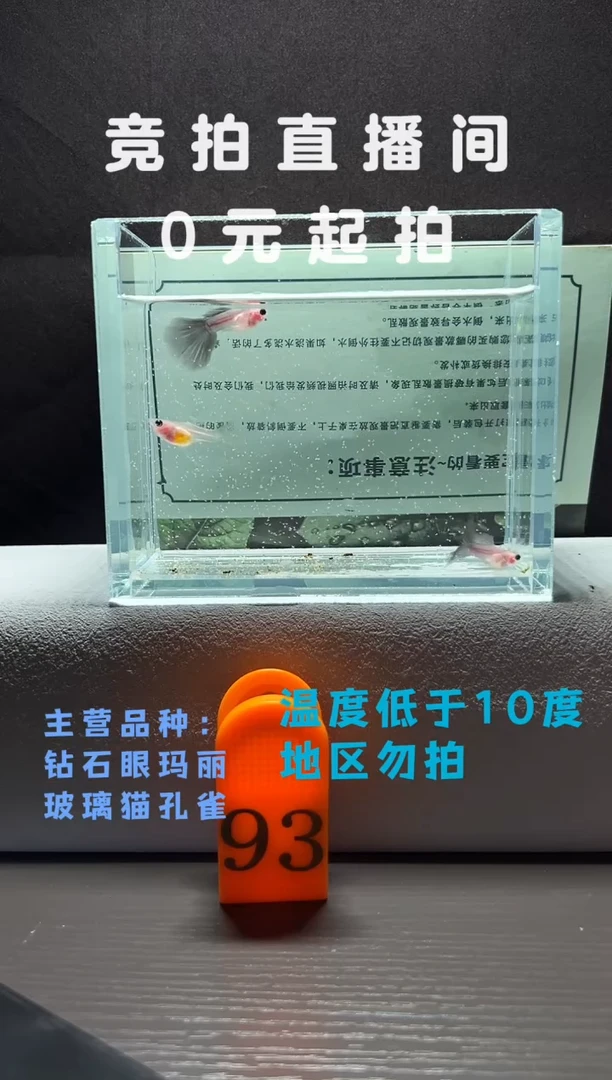 孔雀鱼超透两公一母编号93