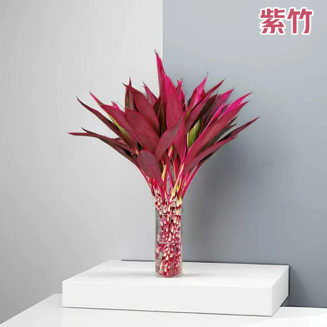 紫竹鸿运竹水培富贵竹水养植物花卉室内花卉绿植客厅办公室好养