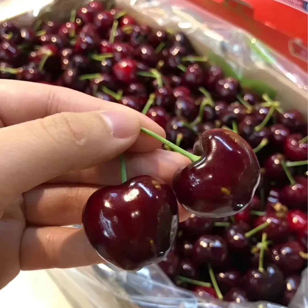 【鲜货现发】智利车厘子顺丰京东进口海运3~5J整箱5斤 内附果径卡