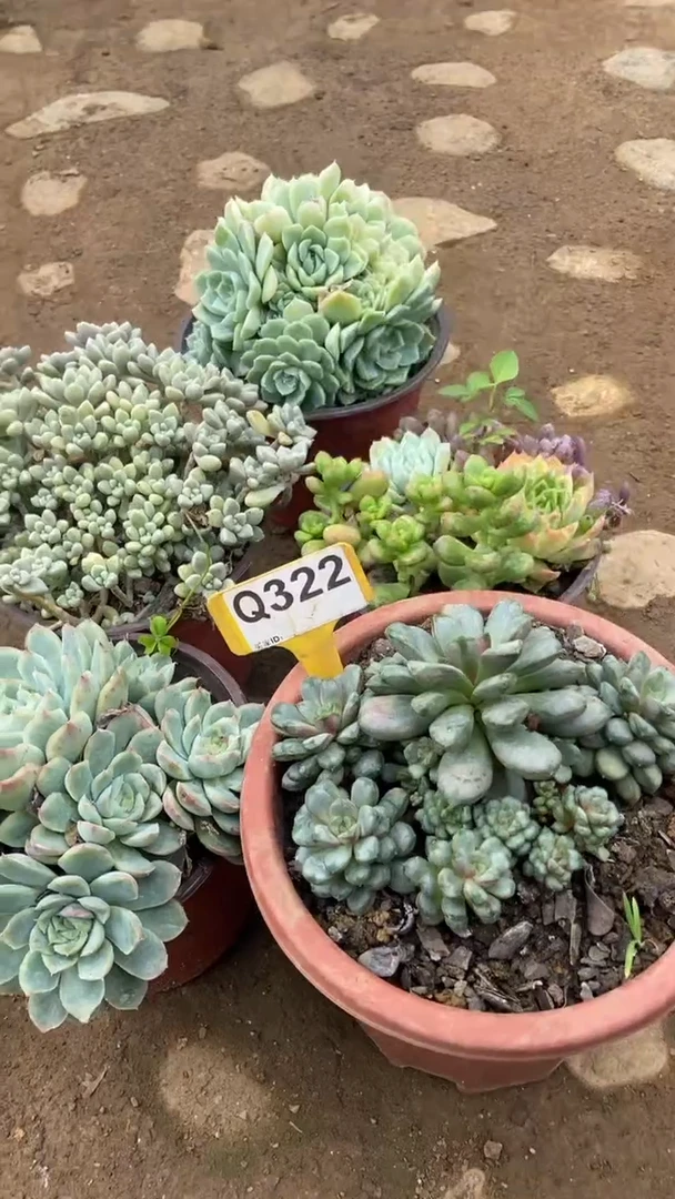 Q322多肉组合默认脱土发货