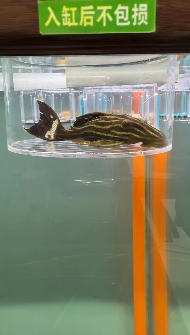 清道夫鱼117号27入缸不包损录制完整开箱视频9.7厘米