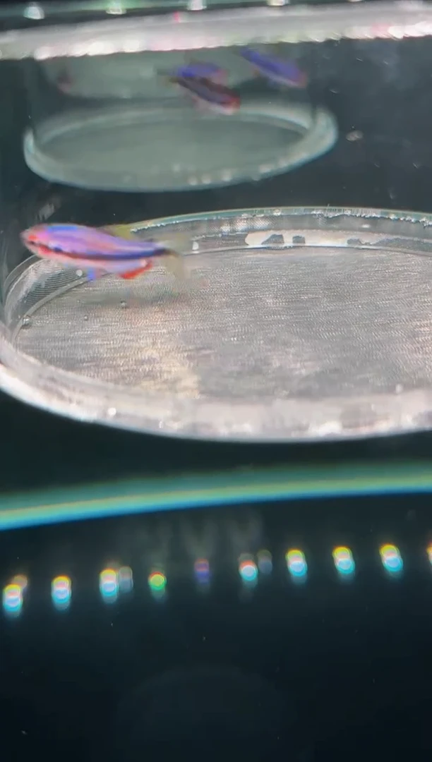 灯科鱼泡****蛋A01梦幻超级DY*1