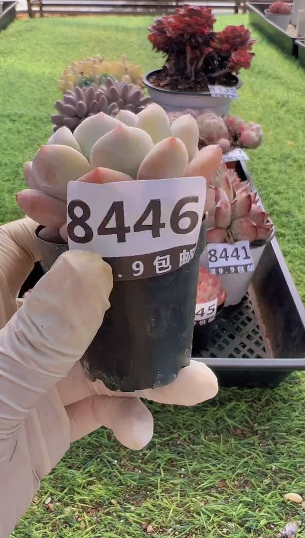 【闪购商品】信福多肉一物一拍