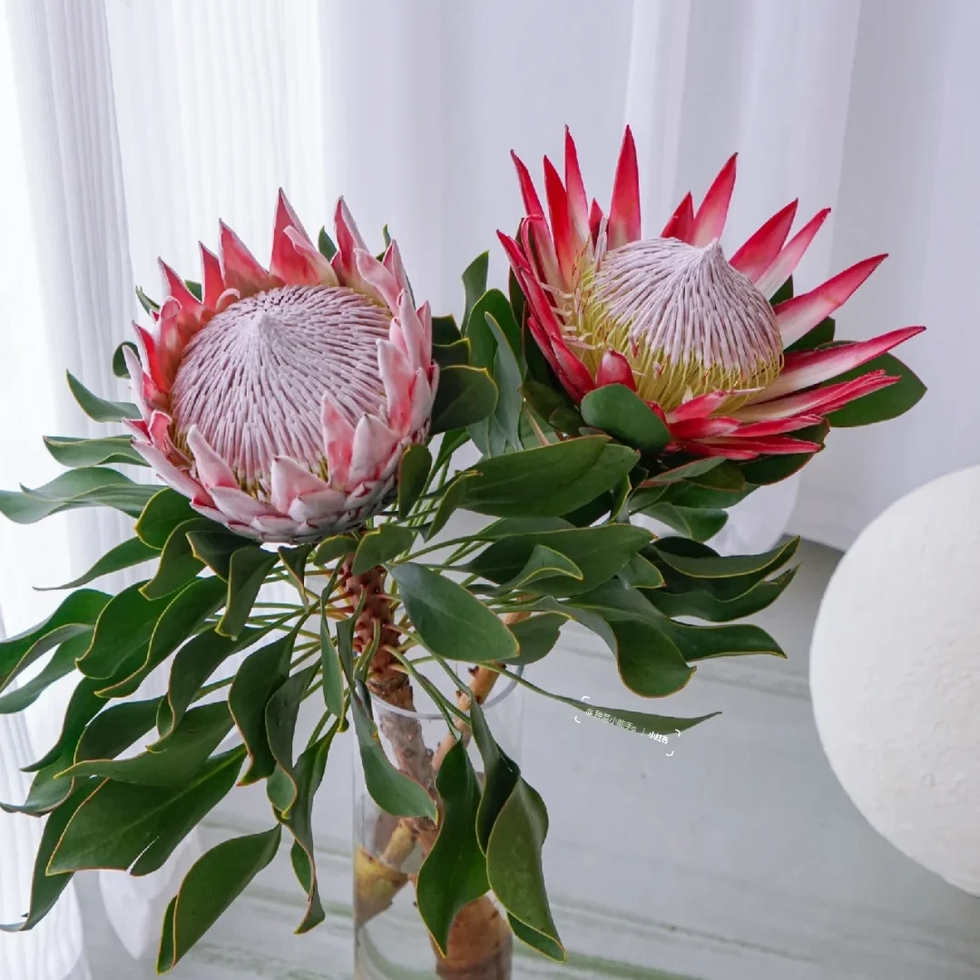 【南非帝王花】南非进口高端花、云南地基直发、顺丰冷链包邮花市