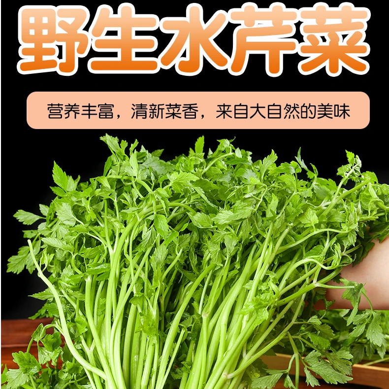 江西新鲜野生水芹菜新鲜野芹菜现摘翠绿健康味道美味传统鲜嫩食用