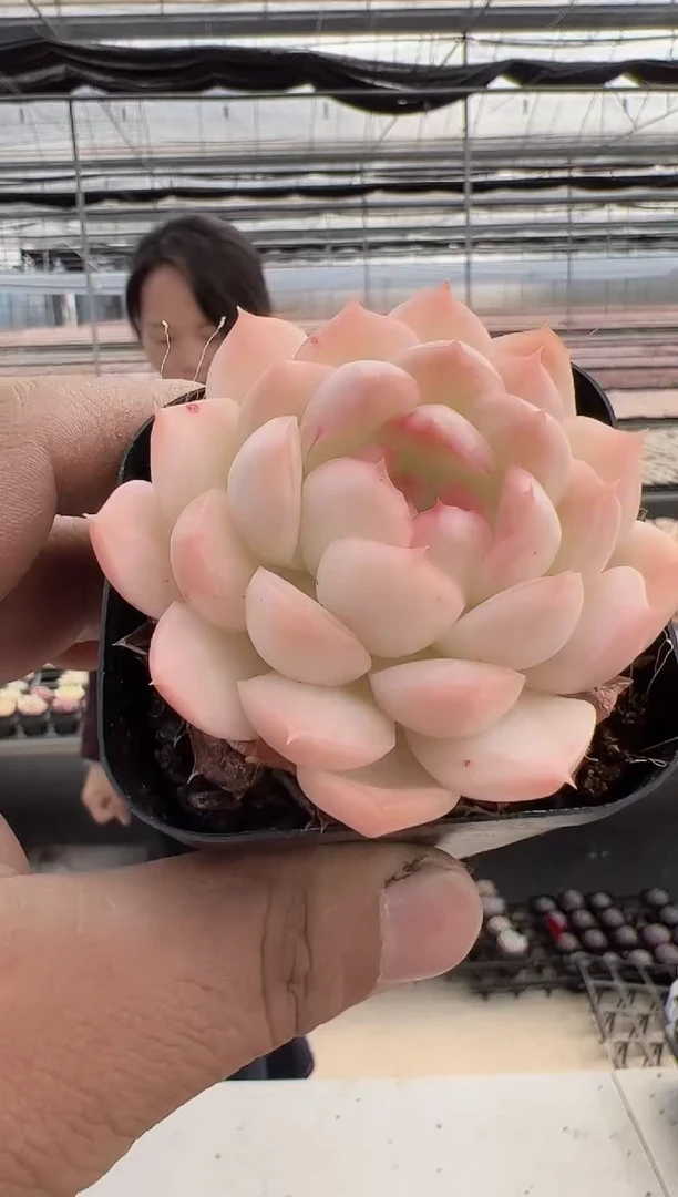 【闪购商品】新款多肉-209