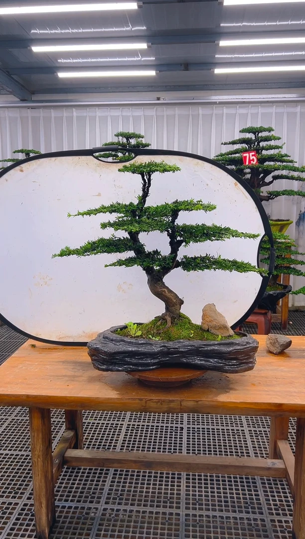 无花朵M****铺精品盆景直播间一物一拍