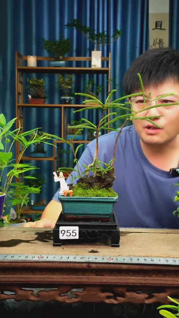 无花朵苔藓微景观955号