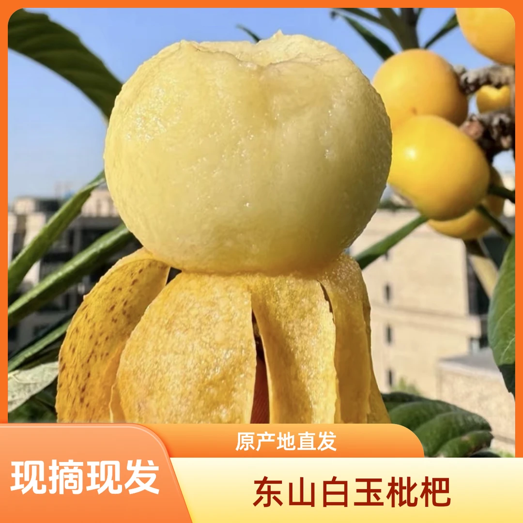 【热卖特大果】苏州正宗东山白玉枇杷 新鲜采摘 现摘先发 皮薄肉厚