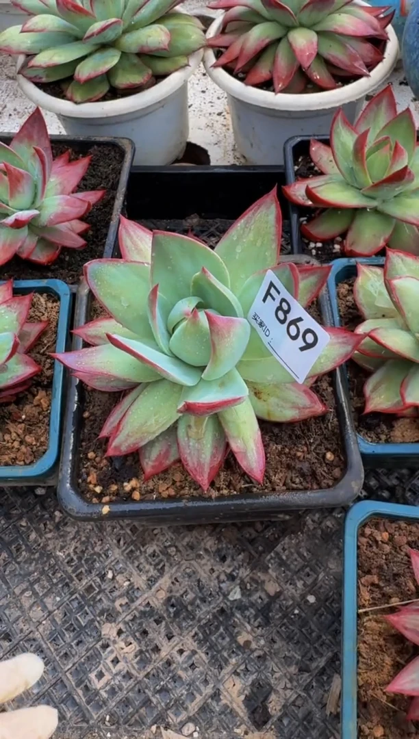 F869惊鸿仙子（裸根发货）