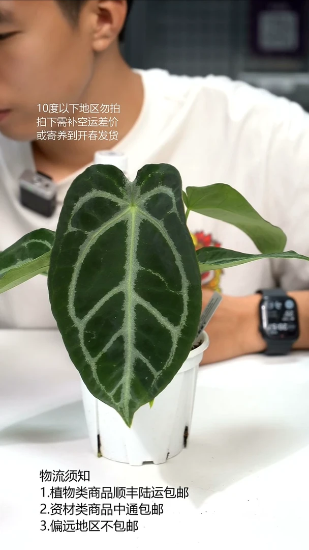完全开放黑骑士花烛