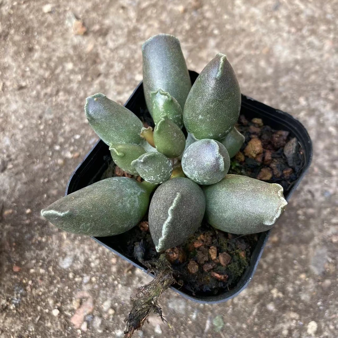 6.5公分盆艺妓海豹闲掉叶勿拍