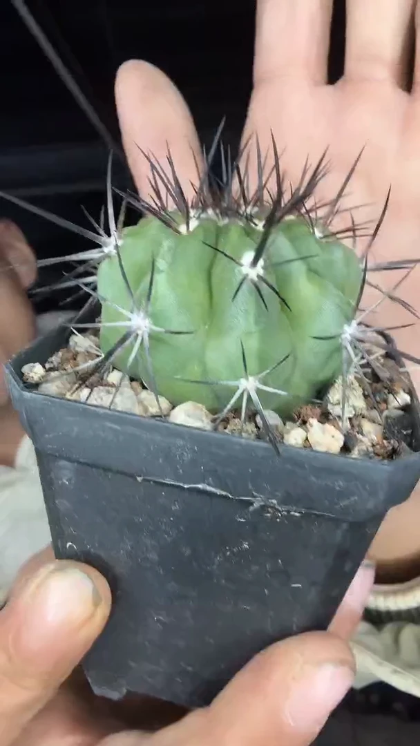 龙爪属88.88配货看图