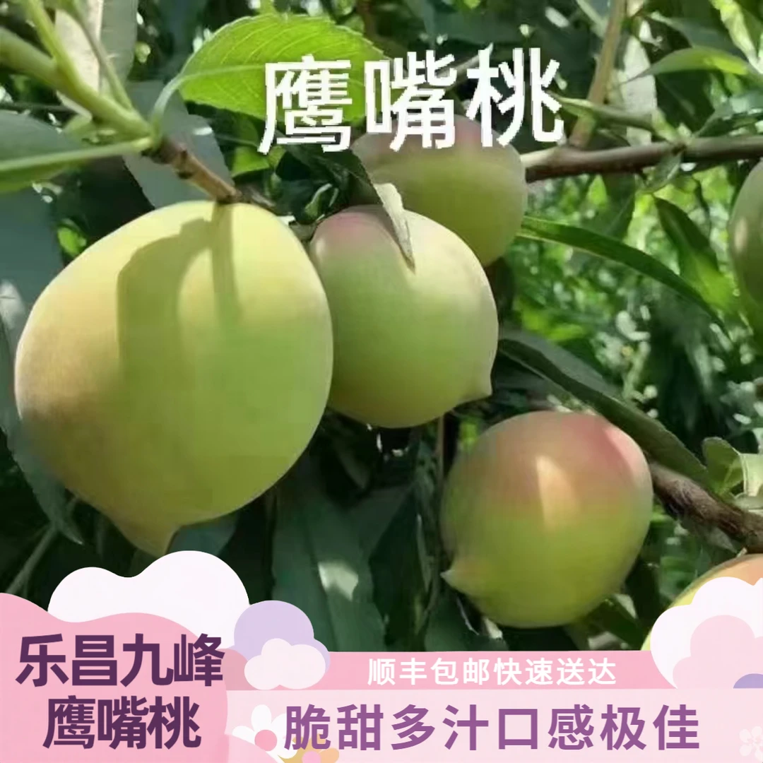 顺丰包邮开园新鲜黄金脆甜鹰嘴桃当季水果广东乐昌九峰现摘桃子