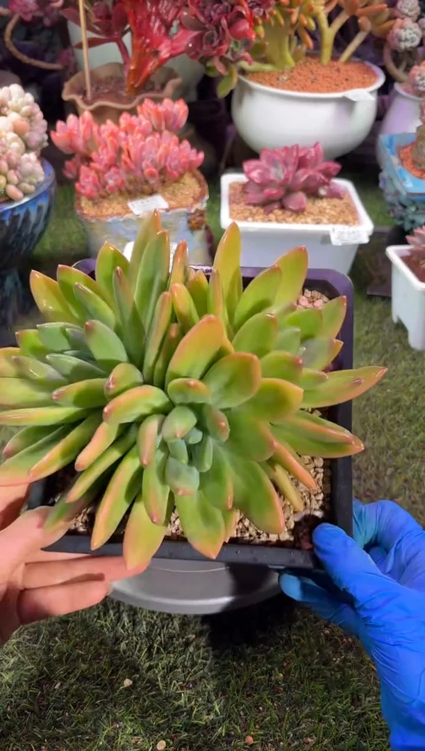 【闪购商品】08875