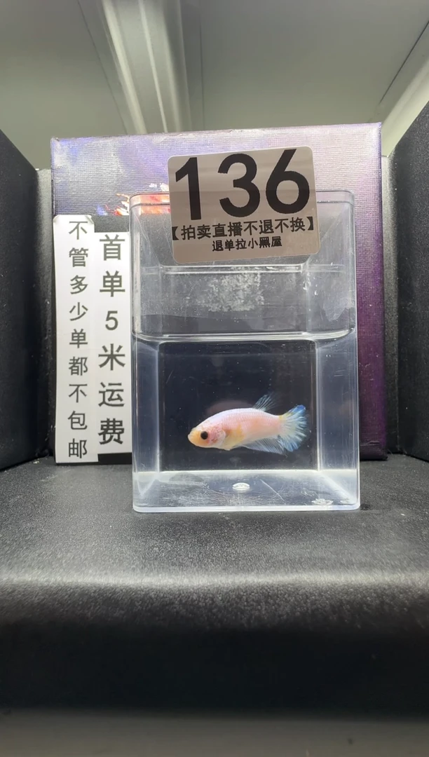 斗鱼母鱼编号：136