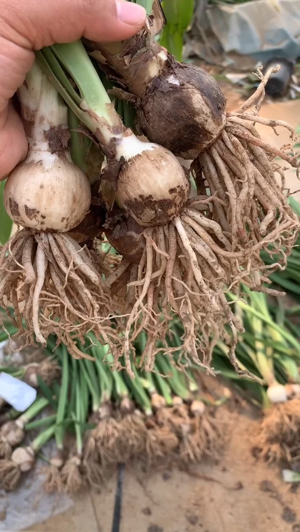 当前无花栽培后可以开花汤姆3cm+（5）
