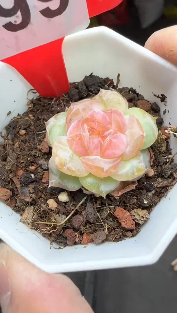 【闪购商品】一物一拍0115—499