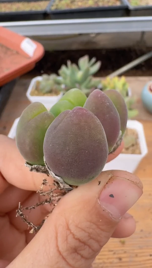 【闪购商品】9--23