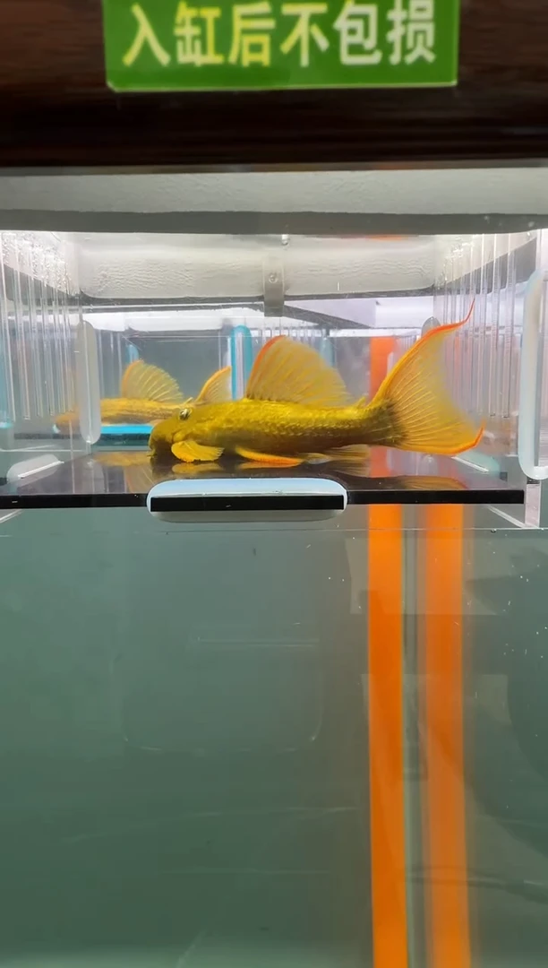 清道夫鱼102号24入缸不包损录制完整开箱视频10.4厘米