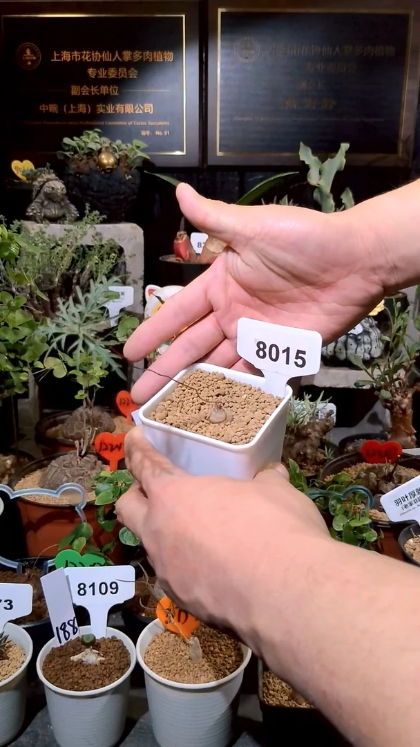 8015号1224福利植物窄瓣赤金绡