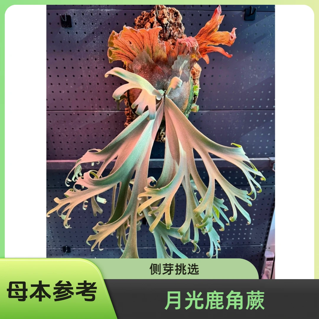 【月光】爪哇鹿角蕨 侧芽挑选