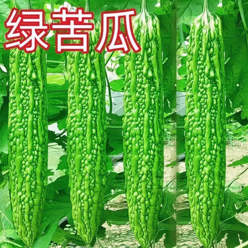 【满5包送1包】长绿苦瓜种子青皮四季抗病绿苦瓜种籽耐热抗低温农