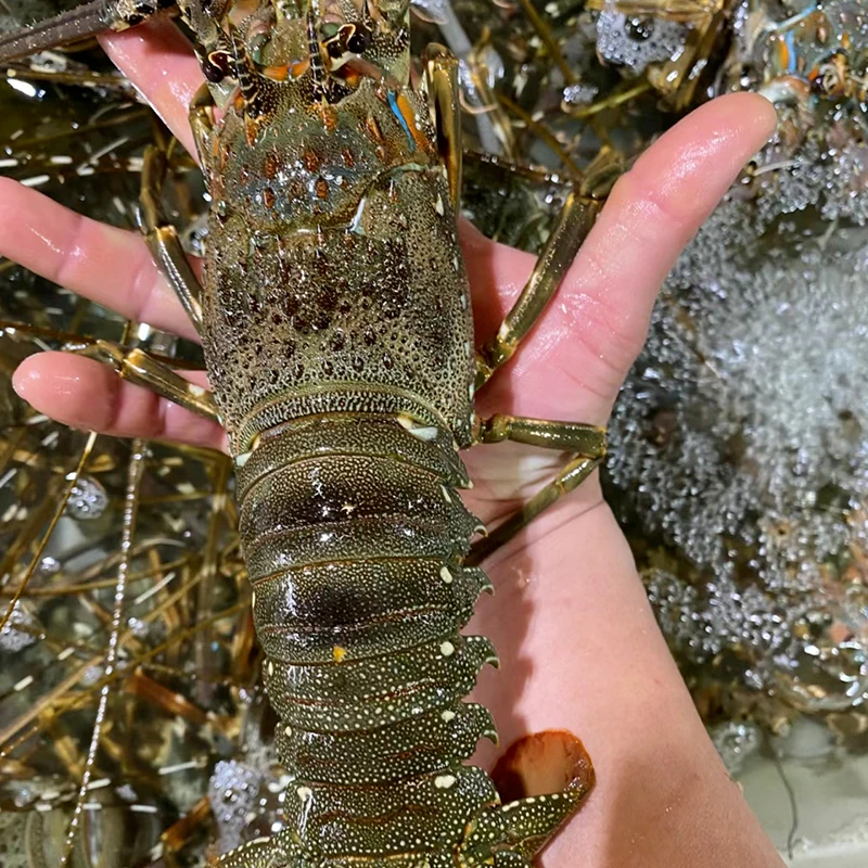 鲜活冷冻小青龙虾超大肉多冷冻新鲜青龙虾鲜冻澳洲大龙虾1-3斤