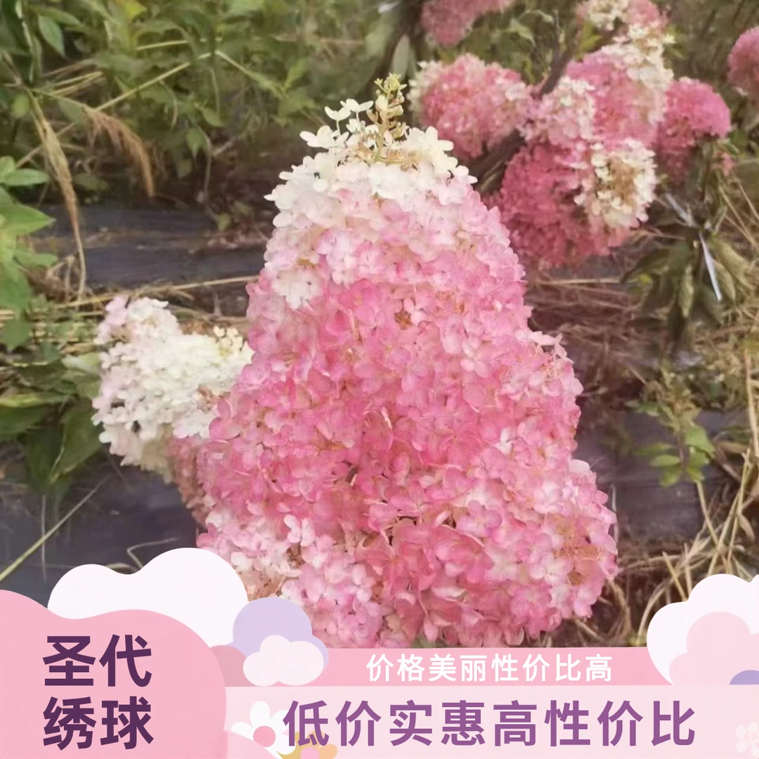 草莓圣代  大花绣球 《顺丰包邮》