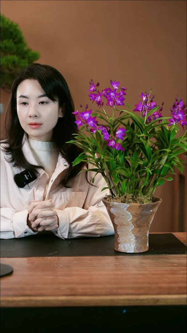 【闪购商品】盆景石斛兰 大