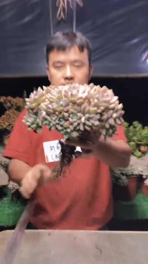 254淡雪缀化一物一拍