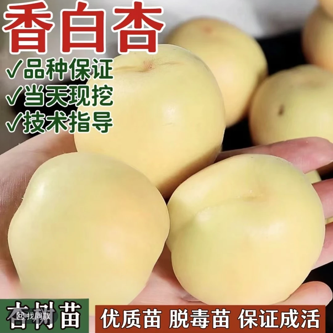 香白杏树果苗南北方庭院地栽种植特大果树苗盆栽嫁接耐寒当年结果