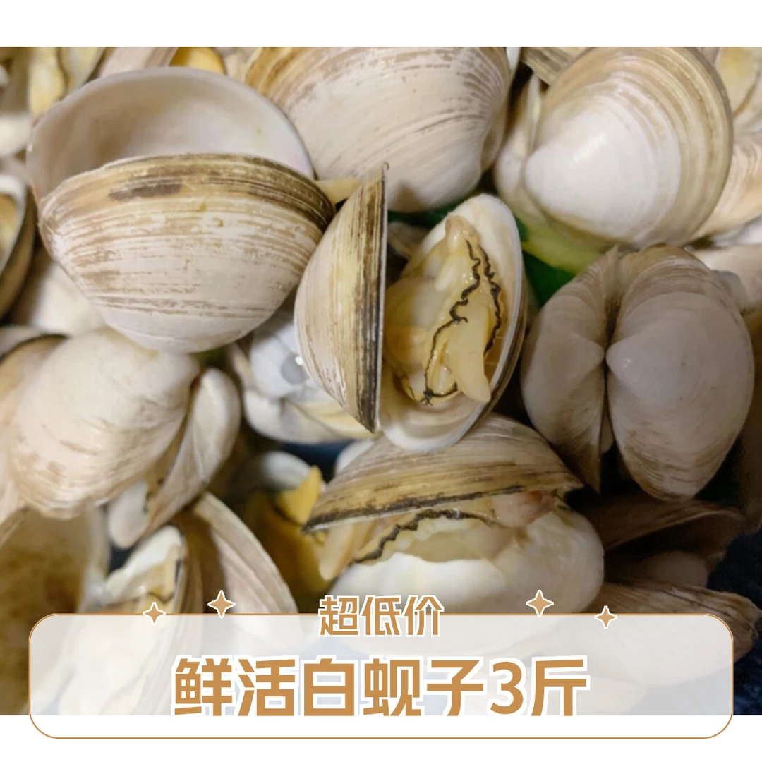 【赤小峰】鲜活白蚬子3斤（连云港海鲜新鲜无沙花甲鲜活花蛤蜊花蚬子杂色蛤蜊野生贝类）