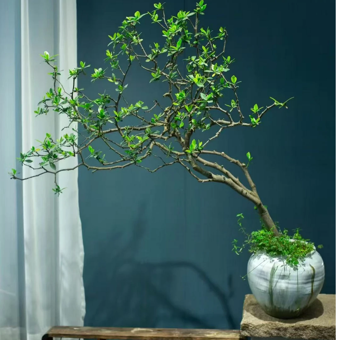 海岛春花栀子花盆景适合茶台书房等空间装饰