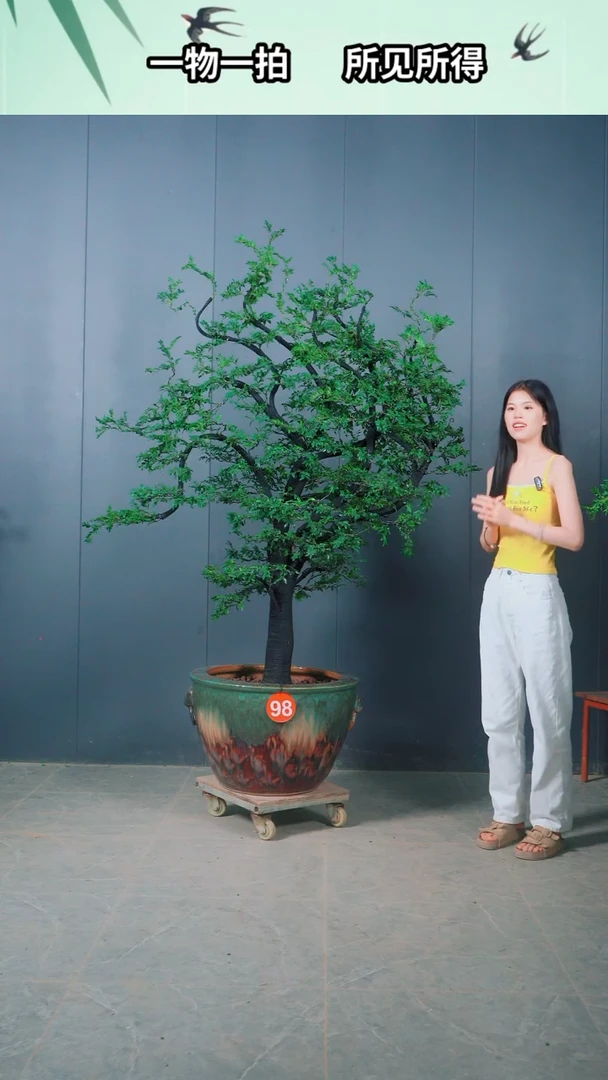 无花朵用****298号广东小叶紫檀