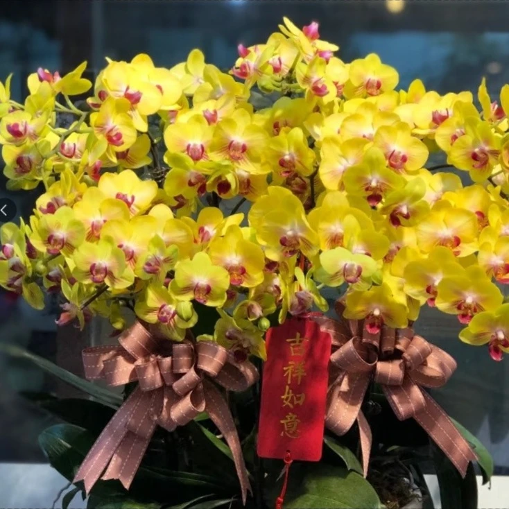 高货3花剑 浓香型【黄金美人】 丰花型蝴蝶兰 花期超久