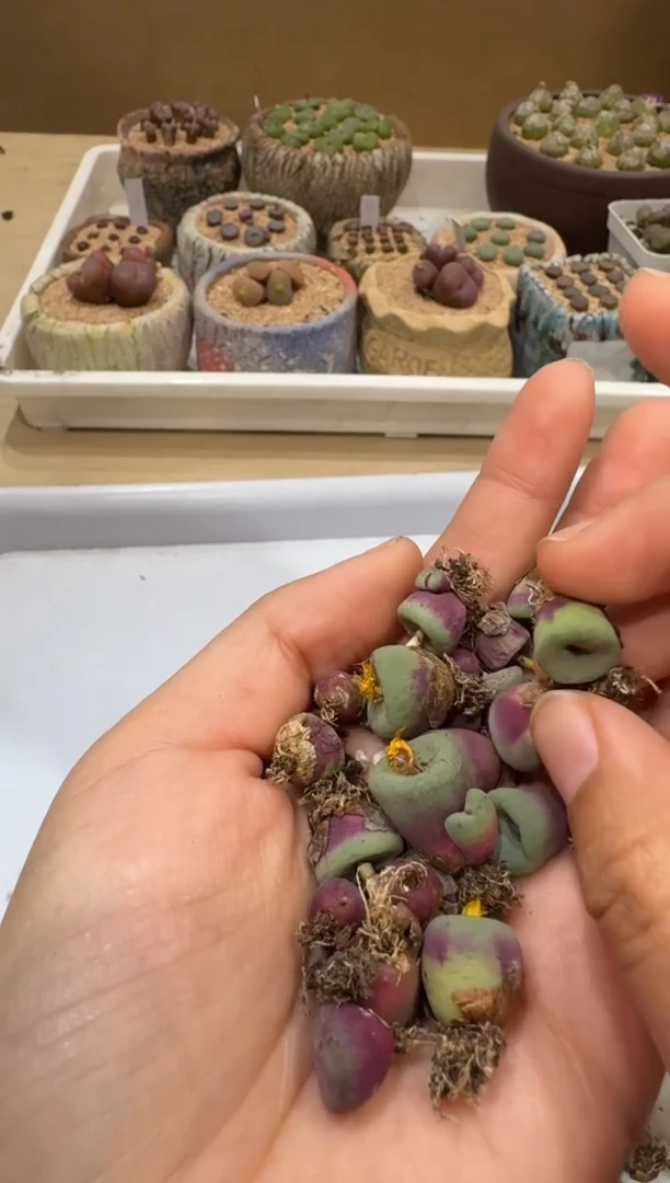 傻**蕊多肉植物肉锥4-16