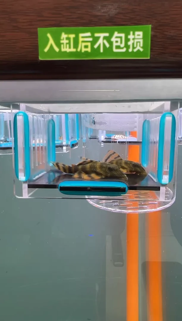 清道夫48号397入缸不包损录制完整开箱视频6.7/7.4厘米