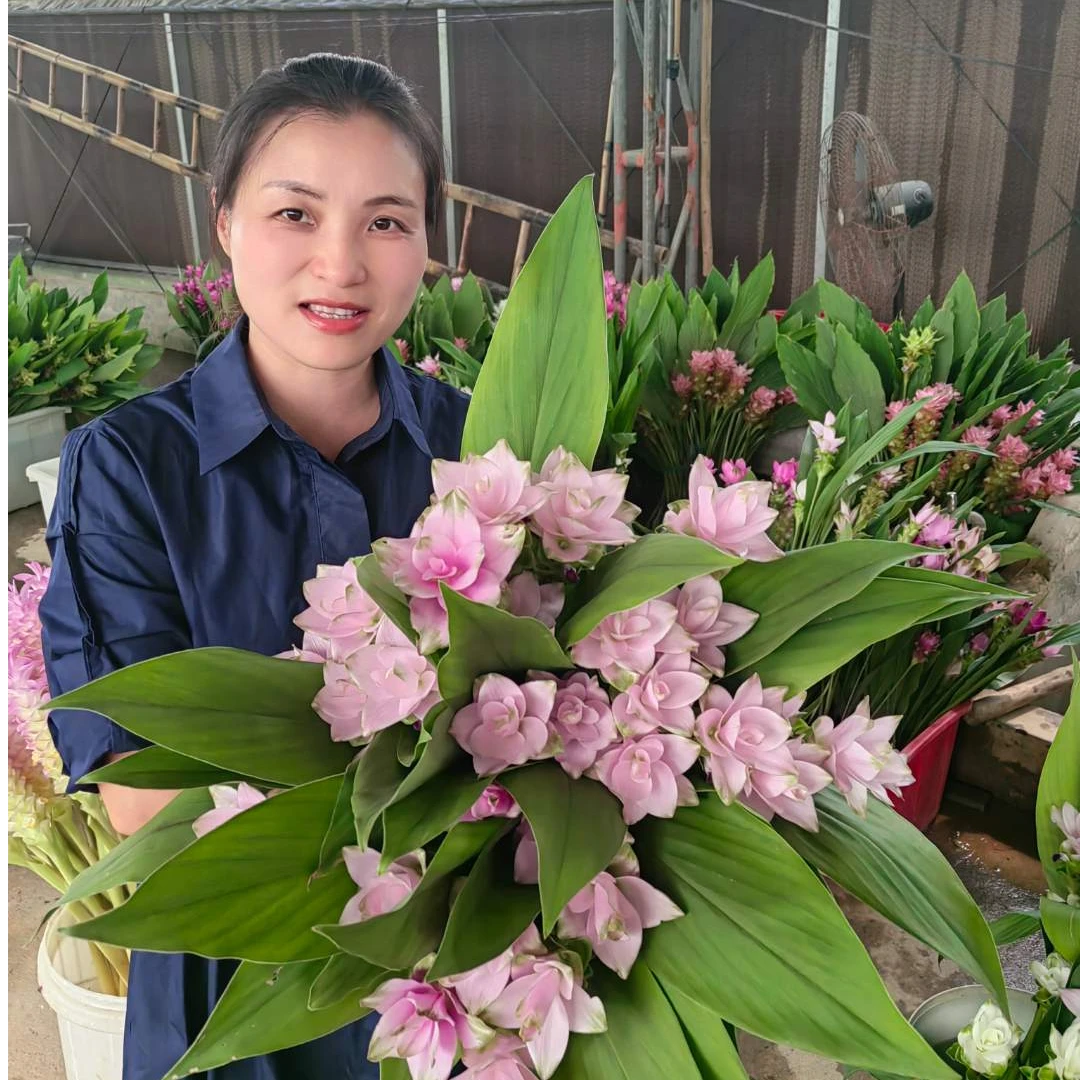 10支姜荷花（混色5-8个颜色） 鲜切花 精美简装 养护说明书 顺丰