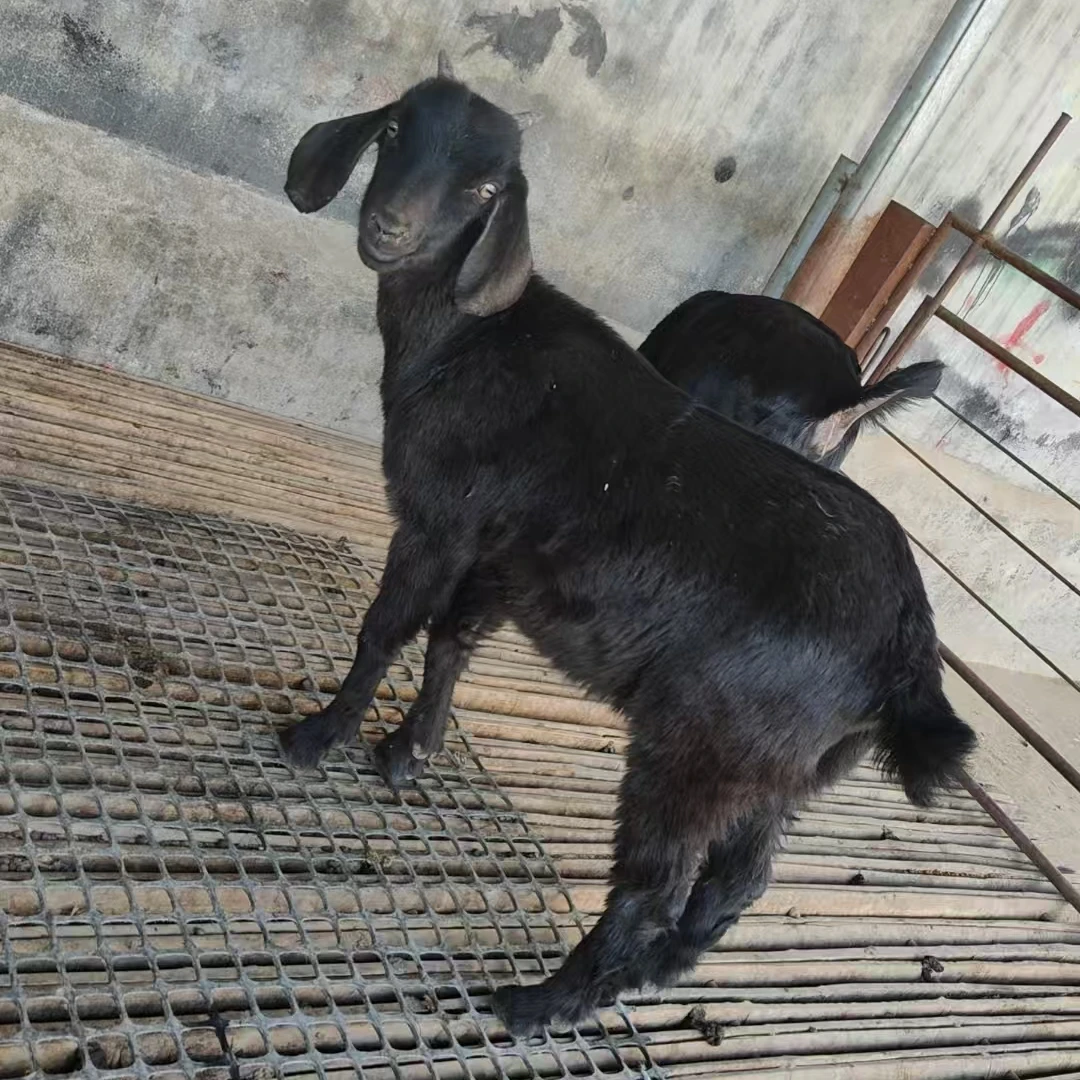 黑山羊羊肉整羊发30公斤%腿排整扇