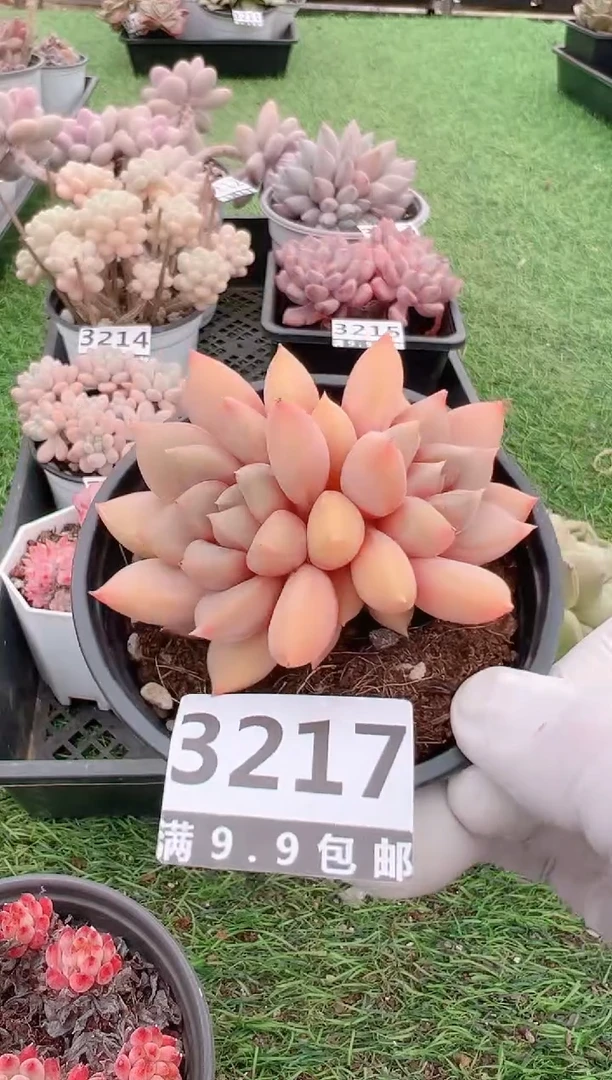 【闪购商品】信福多肉一物一拍