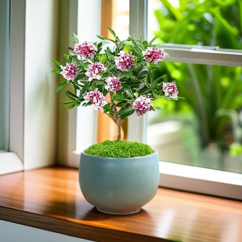 【金边瑞香】超级香的植物 庭院阳台绿植新手可入浓香扑鼻