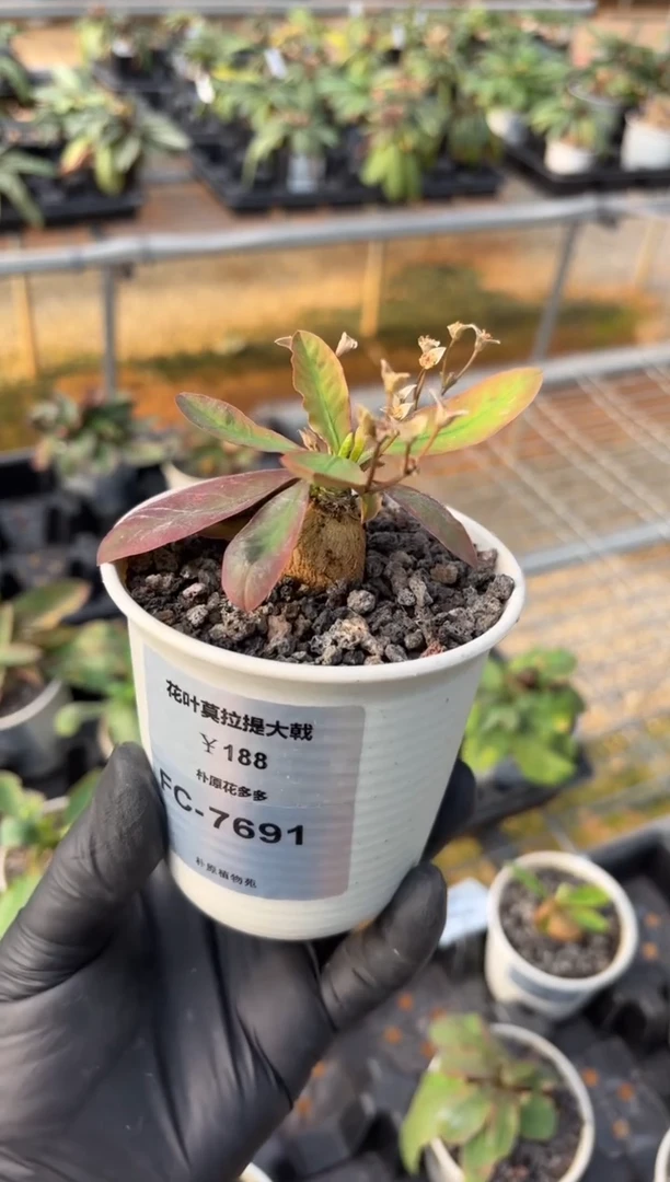 花叶莫拉提FC-7691