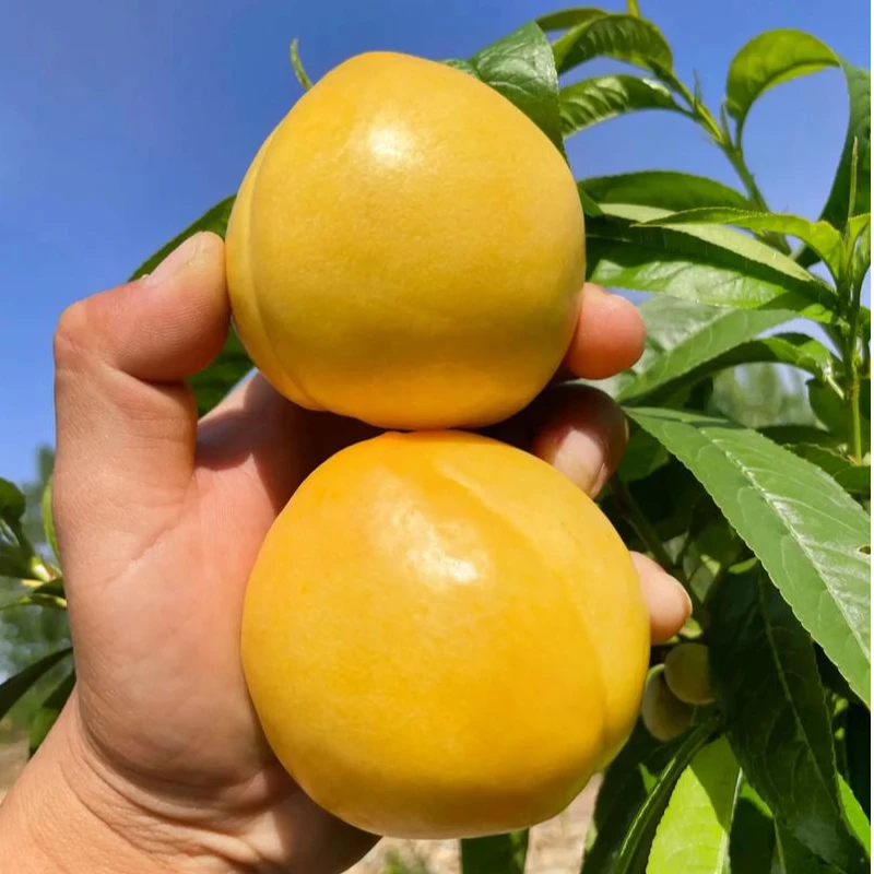 山东蒙阴黄金油桃带箱5斤装当季新鲜水果多汁香甜可口