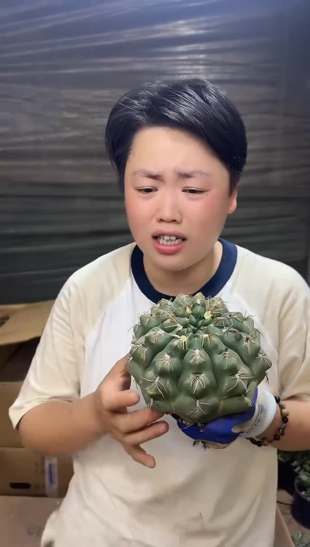 脱土海王1颗12.88挑大的 冠幅12cm+(底部干疤)