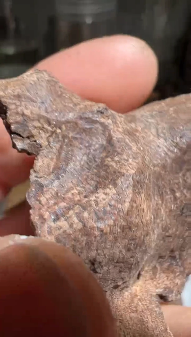 【闪购商品】沉香沉香碎屑芽庄3.2克