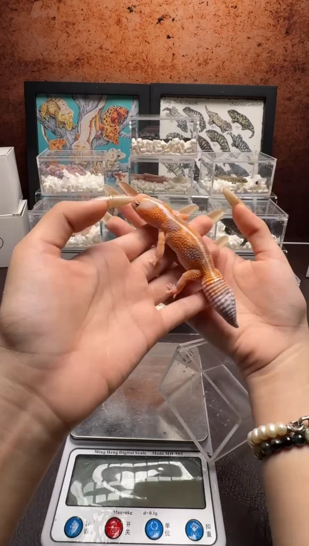 肥尾守宫鳞与尾 Scale Tail 爬宠F15