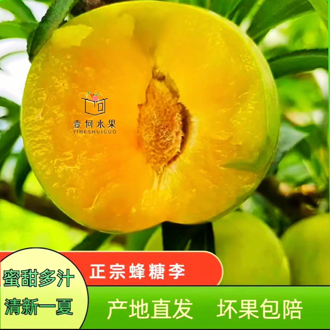 【顺丰包邮-六马蜂糖李】正宗贵州六马蜂糖李新鲜应季水果李子