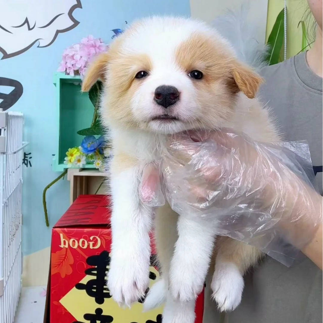 奶思家-金边边牧母可爱妹妹01255020边境牧羊犬